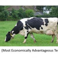 MEAT Webinar_picture